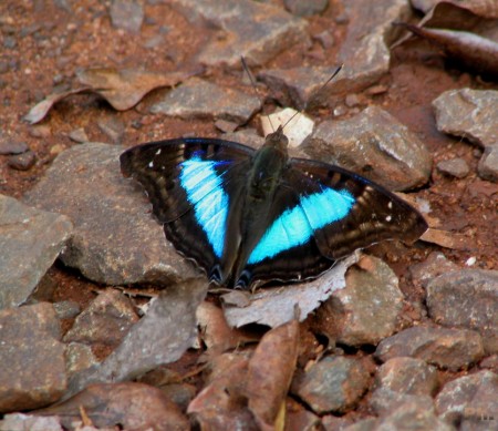 Bleu électrique